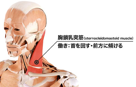 胸鎖乳突筋