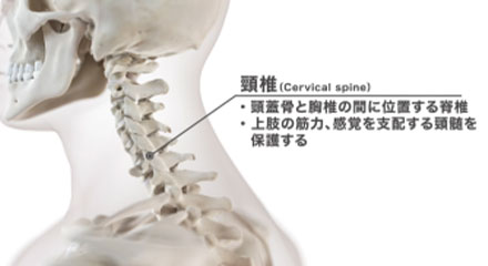頸椎