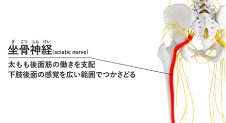 坐骨神経
